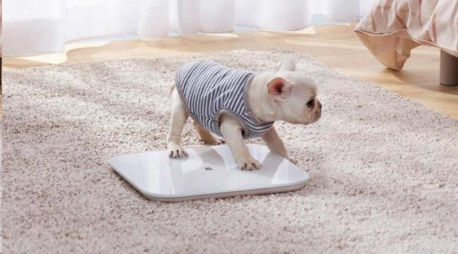 Xiaomi Mi Smart Scale 2